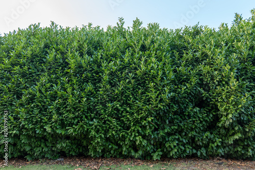 Large dense cherry laurel hedge with glossy green evergreen leaves in a garden. Natural privacy screen, boundary, landscaping and garden design with lush foliage.