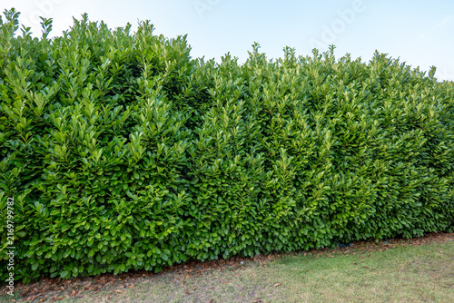 Large dense cherry laurel hedge with glossy green evergreen leaves in a garden. Natural privacy screen, boundary, landscaping and garden design with lush foliage.