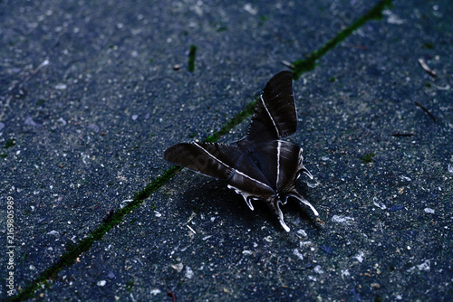 Cuadro en lienzo Large dark tropical swallowtail moth resting on a mossy stone pavement