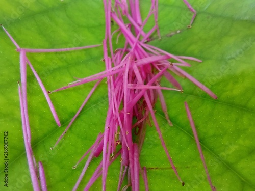A close up view of vibrant pink flower stamens resting on a large green leaf.