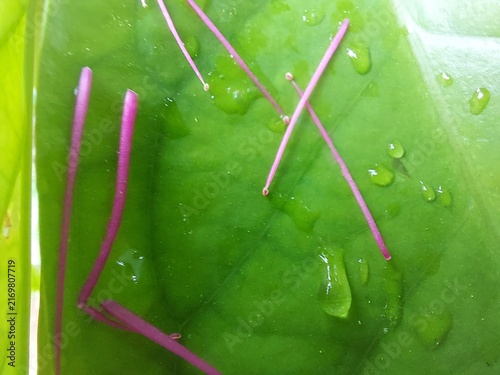 Close up of vibrant green leaf with water droplets and purple stems.
