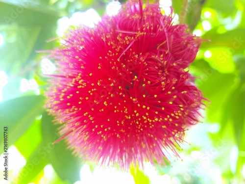 A vibrant red powder puff flower blooming on a tree in the garden.