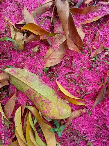 Fallen vibrant pink flowers and brown leaves covering the ground in a garden.