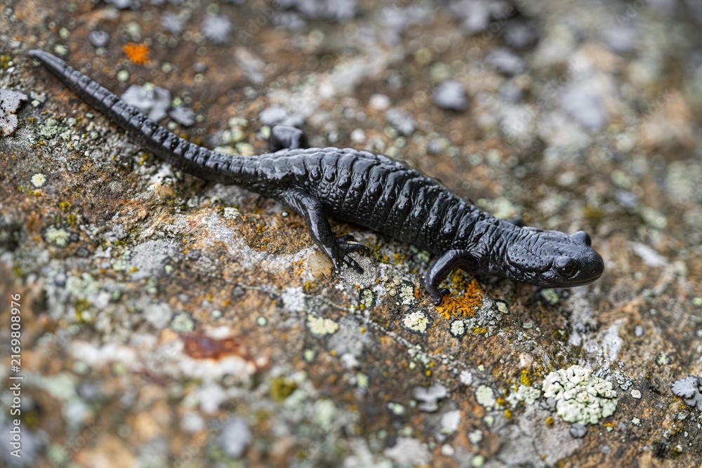 Obraz premium alpine salamander (scientific name: Salamandra atra)
