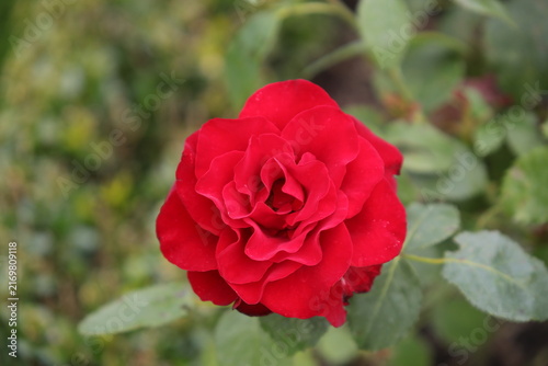 Primo piano di una rosa rossa brillante in piena fioritura in un giardino.