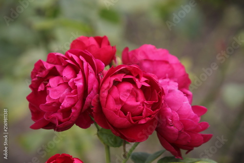 Primo piano  di rose rosa magenta rosso rubino con petali densi e stratificati, con sfondo naturale morbido e sfocato.