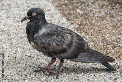 Fotografía a pigeon wink - ein Taubenzwinkern