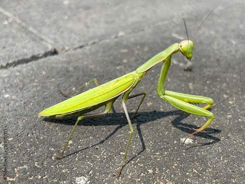 green praying mantis