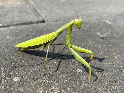 praying mantis