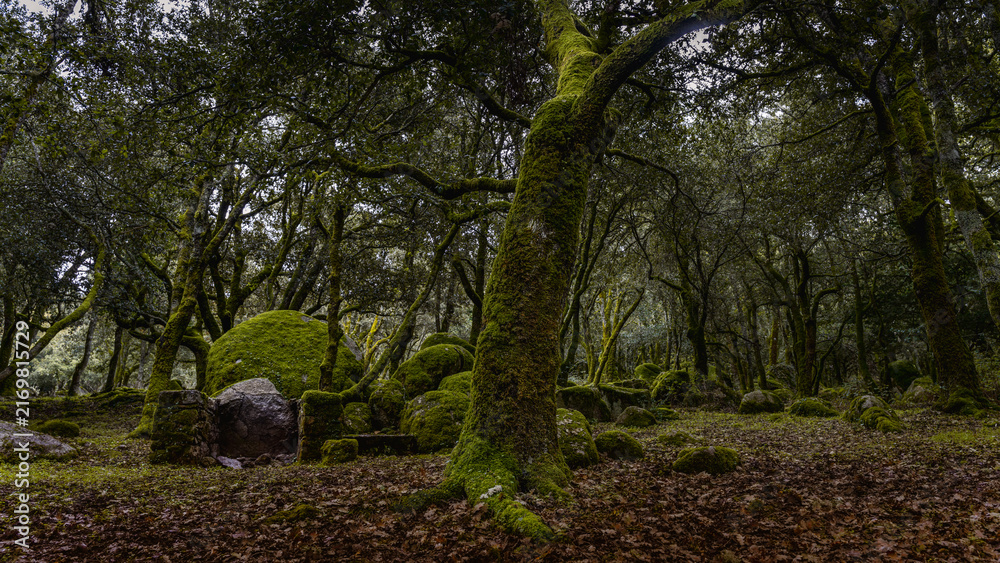 Fototapeta premium A photo in a woodland