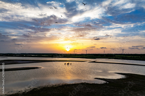 Pere David's deer herd in a Yancheng wetland at sunset