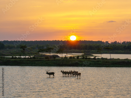 Pere David's deer in a coastal wetland at golden hour
