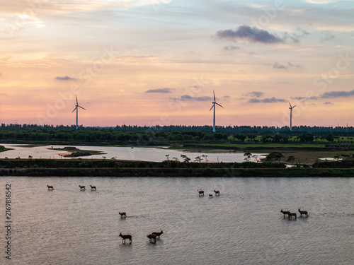Milu deer crossing a wetland beneath sunset light