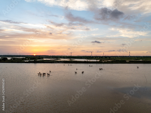 Pere David's deer and wind turbines across a wetland