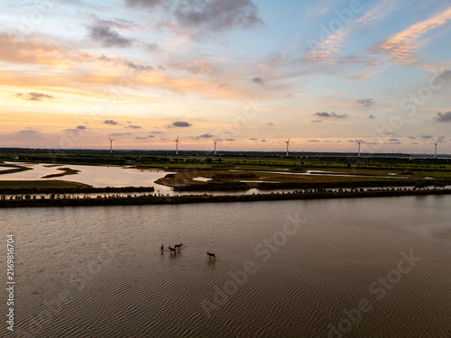 Panoramic view of milu deer in a Yancheng wetland at sunset