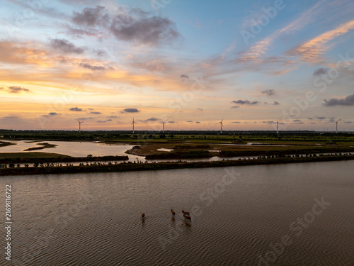 Pere David's deer herd in a Yancheng wetland at sunset