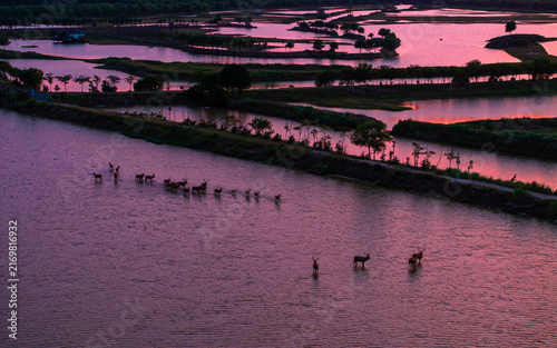 Pere David's deer herd in a Yancheng wetland at sunset