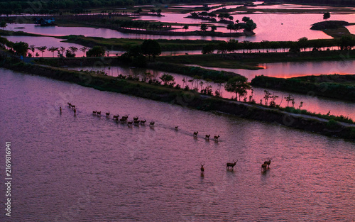 Milu deer crossing a wetland beneath sunset light