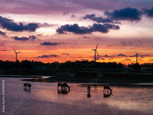 Aerial view of milu deer in a Yancheng nature reserve