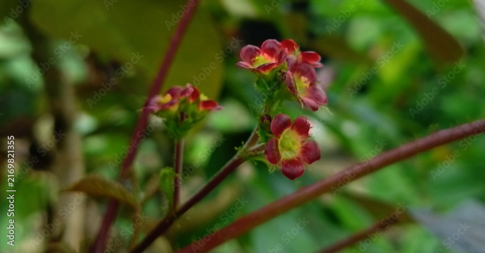 Fototapeta premium Close-up view captured of blooming fresh small, deep red and yellow colour bellyache bush flowers or jatropha gossypiifolia or fire on the mountain flowers and buds with green leaves tropical plant.