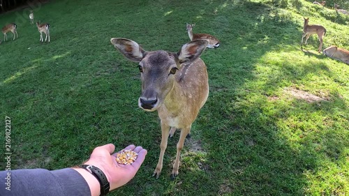 Fallow Deer Eats Corn From a Hand POV, Intimate Wildlife Encounter, Herd Gathers Nearby