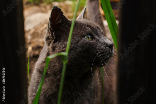 Foto Grey Cat with Green Eyes Peeking Through Grass