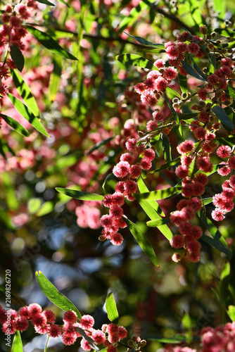 Фотография Backlit red flowers of the Australian native Scarlet Blaze Wattle, Acacia leprosa, family Fabaceae