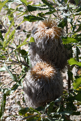 Canvastavla Large flower heads and serrated leaves of the Australian native Woolly Banksia, Banksia baueri, family Proteaceae