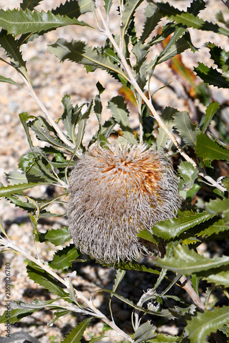 Canvastavla Large flower heads and serrated leaves of the Australian native Woolly Banksia, Banksia baueri, family Proteaceae