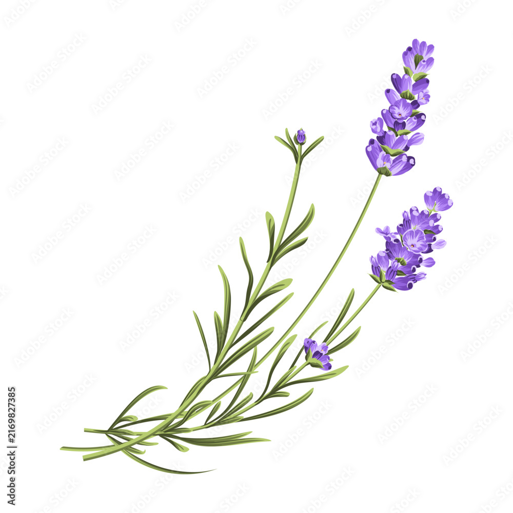 Fototapeta premium Elegant purple lavender bouquet on white, vector illustration