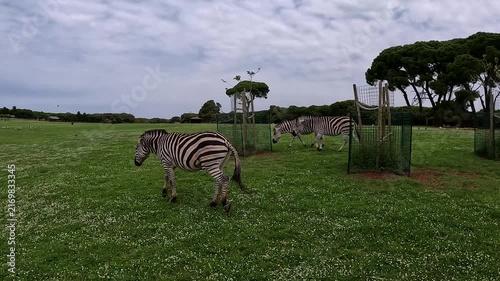 Zebras Walking and Grazing in a Green Safari Park on Brijuni Island Croatia