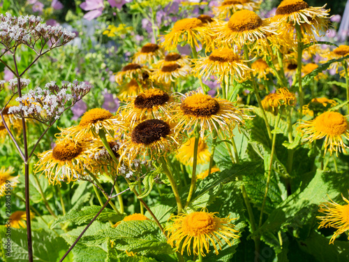 Heartleaf oxeye, Yellow ox-eye, Telekia speciosa, tall perennial plant blooming with large yellow flowers, close up
