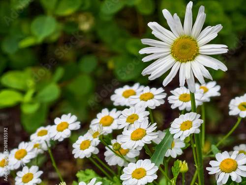 many large flower of the common daisy