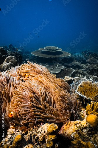 Foto Clownfish hiding in sea anemone tentacles on tropical coral reef underwater
