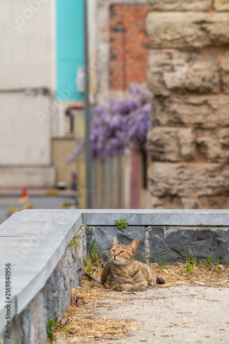 Canvas Print Tabby cat rests calmly on a stone ledge