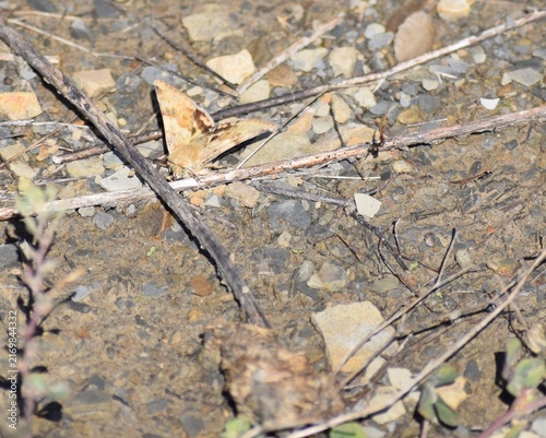 Masters of Camouflage