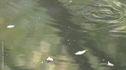 Freshwater fish swimming near surface in shallow Danube floodplain water during drought
