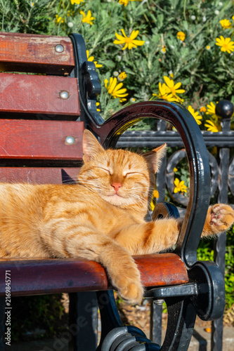 Sunlit orange cat rests peacefully on a wooden bench