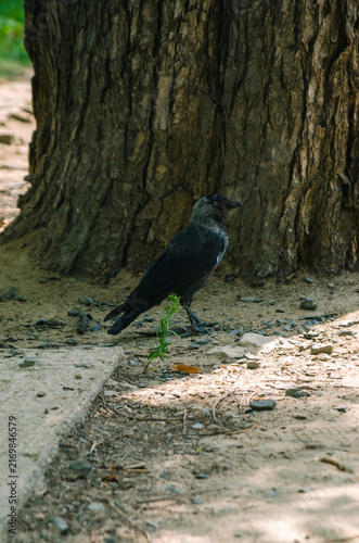 Western Jackdaw Standing on the Ground in the Czech Republic