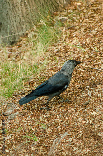 Western Jackdaw Standing on the Ground in the Czech Republic