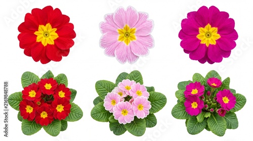 Vibrant red pink and purple primrose flowers displayed as individual blooms and full potted plants isolated on white background