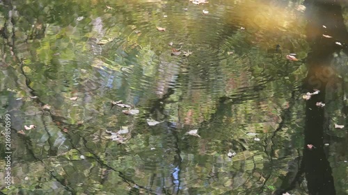 Small fish creating ripples in shallow Danube floodplain water during summer drought