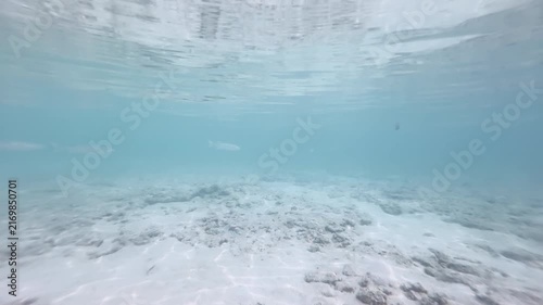 Horizontal underwater scene with striped fish and school swimming over sandy reef, 4K