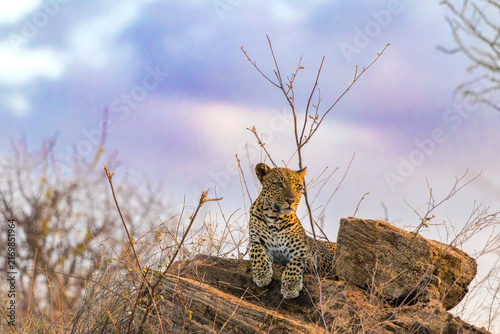 Photography Majestic African Leopard Resting on Rocks in the Savanna