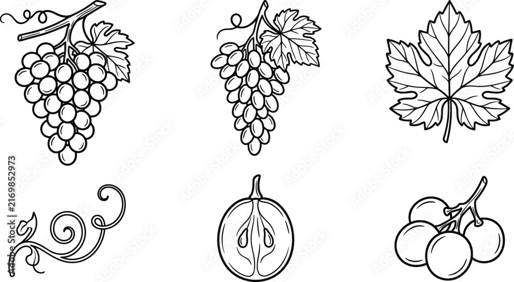 Naklejka premium Grape Fruit Botanical Vector Set Featuring Hand Drawn Bunches Vine Leaf Curly Tendril Sliced Cross Section and Small Stem Cluster Sketches