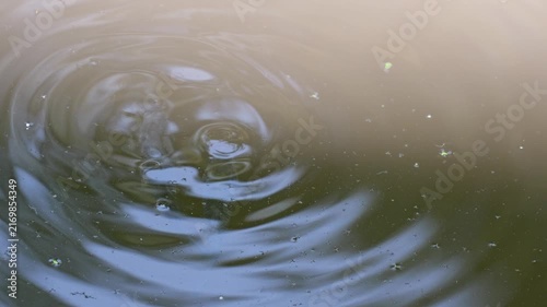 Circular water ripples created by small fish in drought-affected Danube floodplain