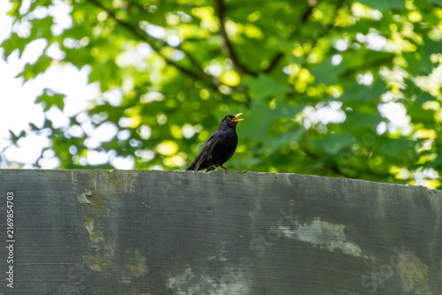 Obraz na plátně Male common blackbird with an open yellow beak singing while perched on a grey concrete wall