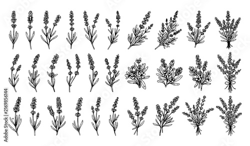 Vintage Hand Drawn Lavender Flower and Bouquet Sketch Bundle Featuring Elegant French Lavandula Branches Spring Garden Blossoms and Botanical Line Art Invitation Decoration Elements