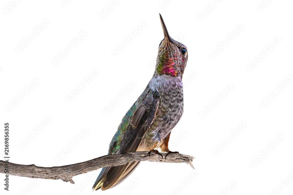 Naklejka premium Anna's Hummingbird (Calypte Anna) Photo, Perched, over a Transparent Background, Showing Her Red Neck Gorget