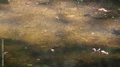 Extremely low water level in a Danube River floodplain side channel during summer drought. Sunlight penetrates the clear water and illuminates the riverbed as water slowly flows across the bottom